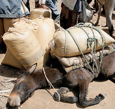Dead Donkey