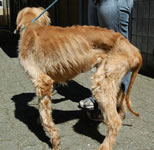 Emaciated Dog