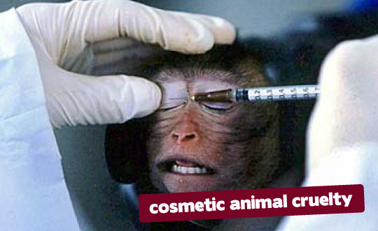 Monkey Animal Testing